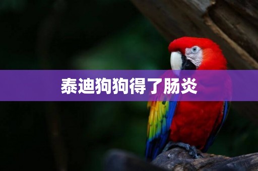 泰迪狗狗得了腸炎