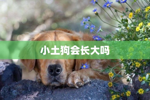 小土狗會長大嗎