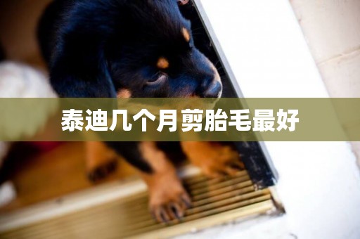 泰迪幾個月剪胎毛最好