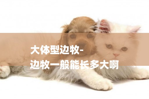 大體型邊牧-
邊牧一般能長多大啊