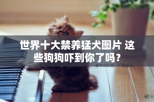 世界十大禁養猛犬圖片 這些狗狗嚇到你了嗎？