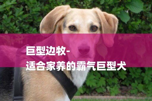 巨型邊牧-
適合家養的霸氣巨型犬