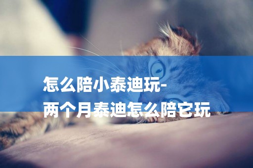 怎么陪小泰迪玩-
兩個月泰迪怎么陪它玩