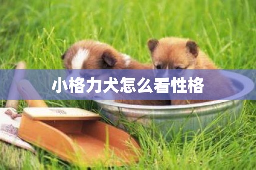 小格力犬怎么看性格