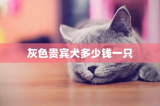 灰色貴賓犬多少錢一只