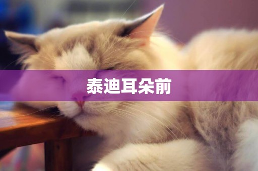 泰迪耳朵前