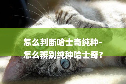 怎么判斷哈士奇純種-
怎么辨別純種哈士奇？