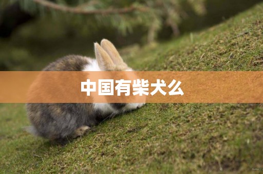 中國有柴犬么