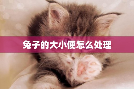 兔子的大小便怎么處理