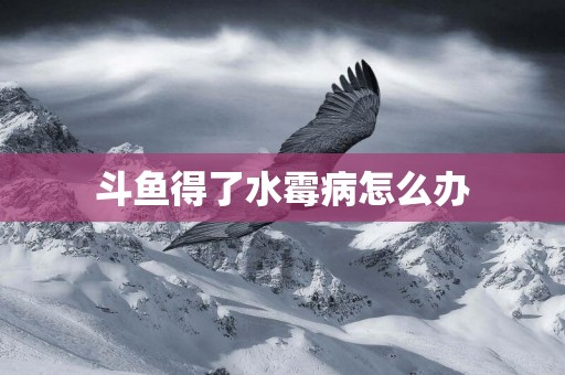斗魚得了水霉病怎么辦