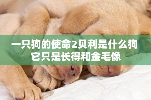 一只狗的使命2貝利是什么狗 它只是長得和金毛像