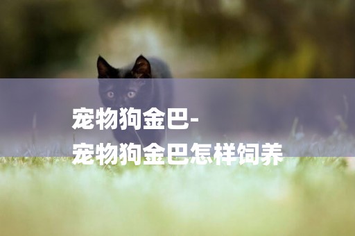 寵物狗金巴-
寵物狗金巴怎樣飼養