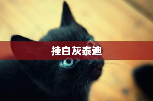 掛白灰泰迪