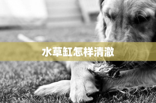 水草缸怎樣清澈
