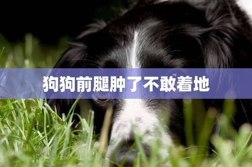 狗狗前腿腫了不敢著地