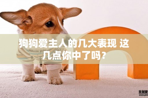 狗狗愛主人的幾大表現 這幾點你中了嗎？