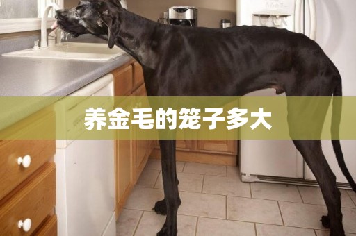 養金毛的籠子多大