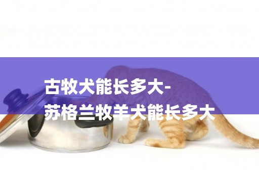古牧犬能長多大-
蘇格蘭牧羊犬能長多大