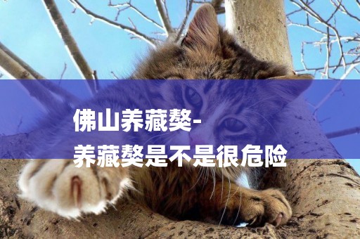 佛山養藏獒-
養藏獒是不是很危險