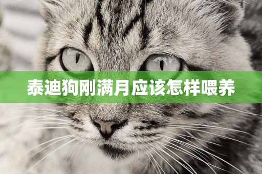 泰迪狗剛滿月應該怎樣喂養