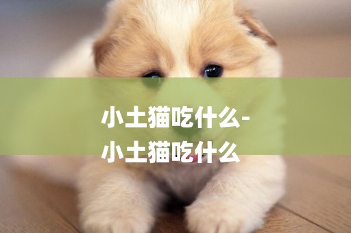 小土貓吃什么-
小土貓吃什么