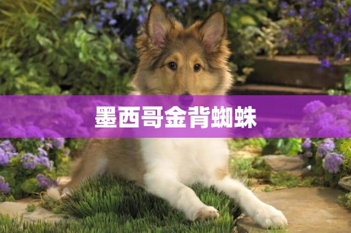 墨西哥金背蜘蛛