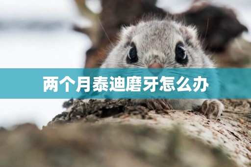 兩個月泰迪磨牙怎么辦
