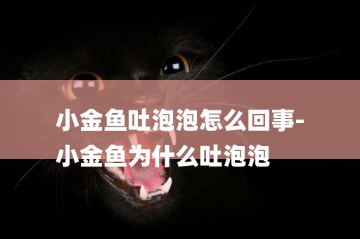 小金魚吐泡泡怎么回事-
小金魚為什么吐泡泡