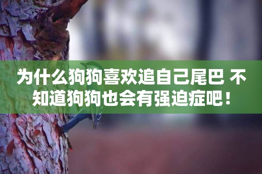 為什么狗狗喜歡追自己尾巴 不知道狗狗也會有強迫癥吧！