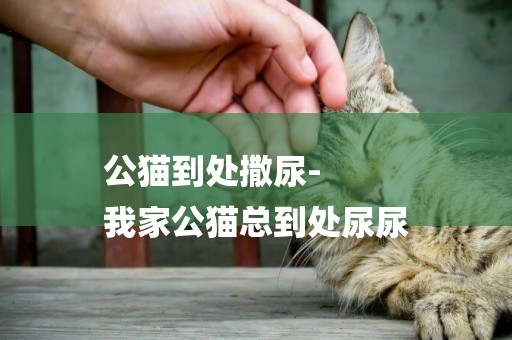公貓到處撒尿-
我家公貓總到處尿尿