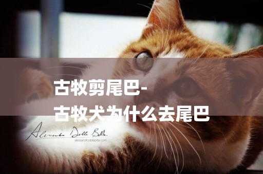 古牧剪尾巴-
古牧犬為什么去尾巴