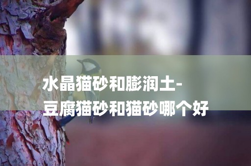 水晶貓砂和膨潤土-
豆腐貓砂和貓砂哪個好