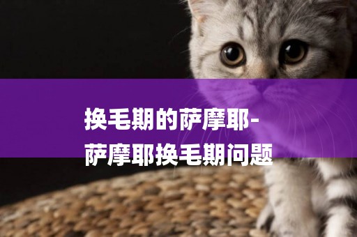 換毛期的薩摩耶-
薩摩耶換毛期問題