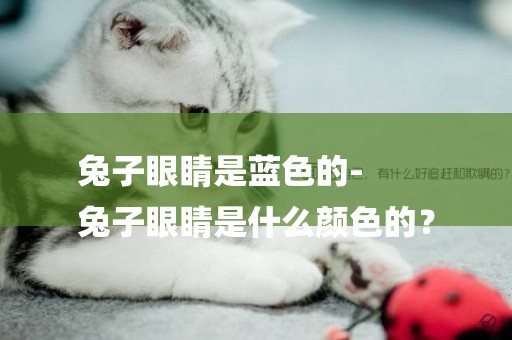 兔子眼睛是藍色的-
兔子眼睛是什么顏色的？
