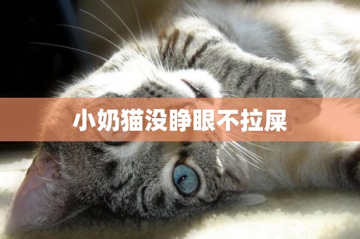 小奶貓沒睜眼不拉屎