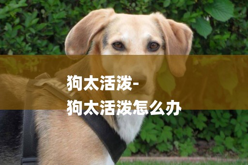 狗太活潑-
狗太活潑怎么辦