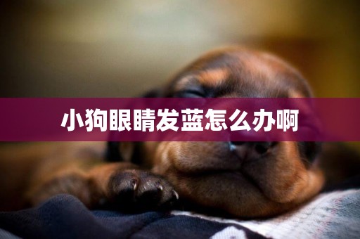 小狗眼睛發藍怎么辦啊