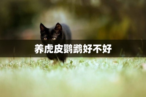 養虎皮鸚鵡好不好