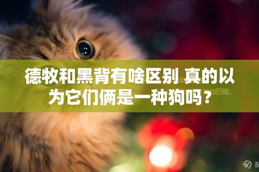 德牧和黑背有啥區別 真的以為它們倆是一種狗嗎？