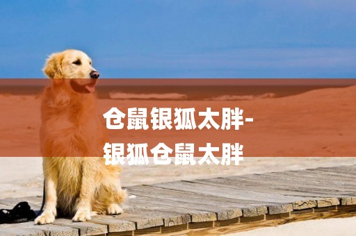 倉鼠銀狐太胖-
銀狐倉鼠太胖