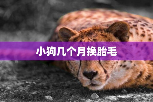 小狗幾個月換胎毛
