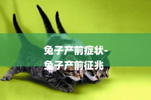 兔子產前癥狀-
兔子產前征兆