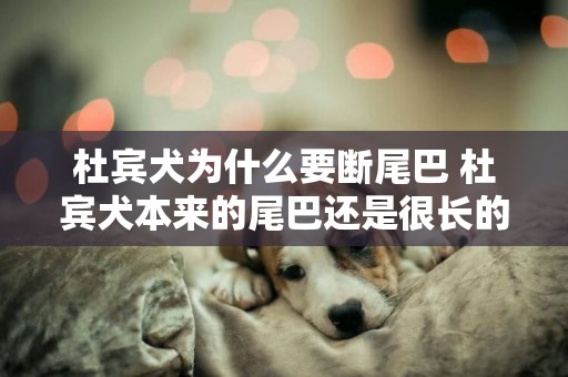杜賓犬為什么要斷尾巴 杜賓犬本來的尾巴還是很長的呢 杜賓犬為什么要斷尾巴 杜賓犬本來的尾巴還是很長的呢