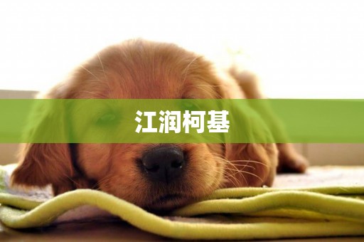 江潤柯基