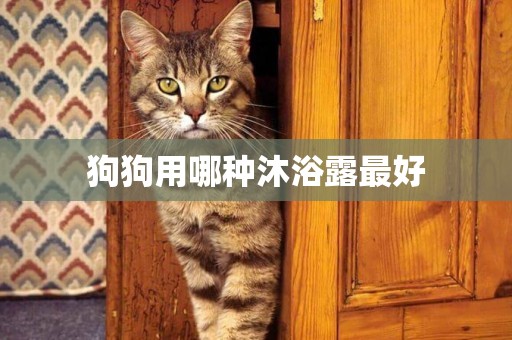 狗狗用哪種沐浴露最好
