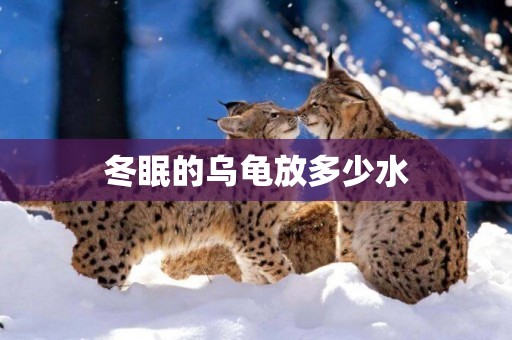 冬眠的烏龜放多少水