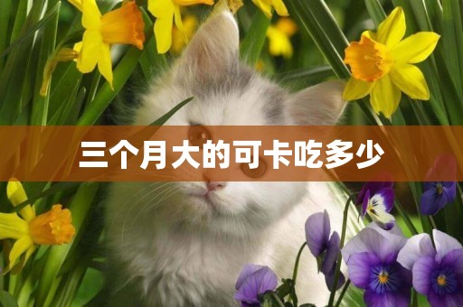 三個月大的可卡吃多少