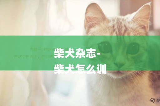 柴犬雜志-
柴犬怎么訓