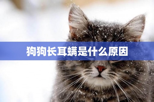 狗狗長耳螨是什么原因