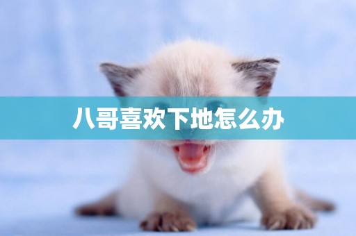 八哥喜歡下地怎么辦